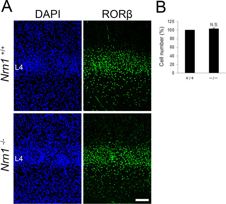 Figure 7—figure supplement 2.