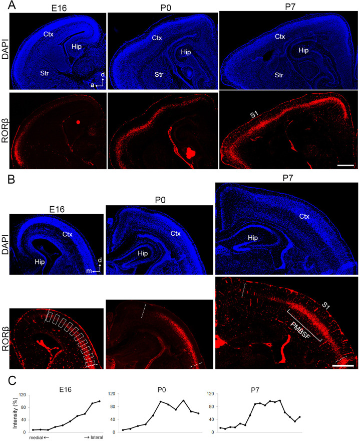 Figure 1—figure supplement 1.