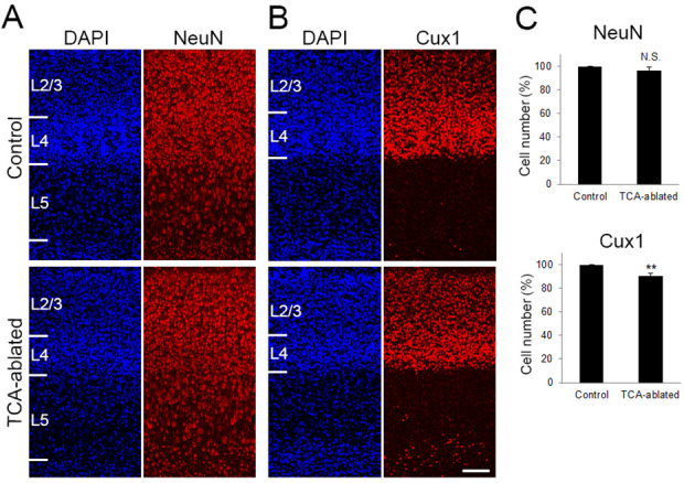 Figure 2—figure supplement 1.