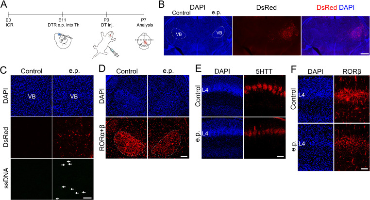 Figure 2—figure supplement 3.