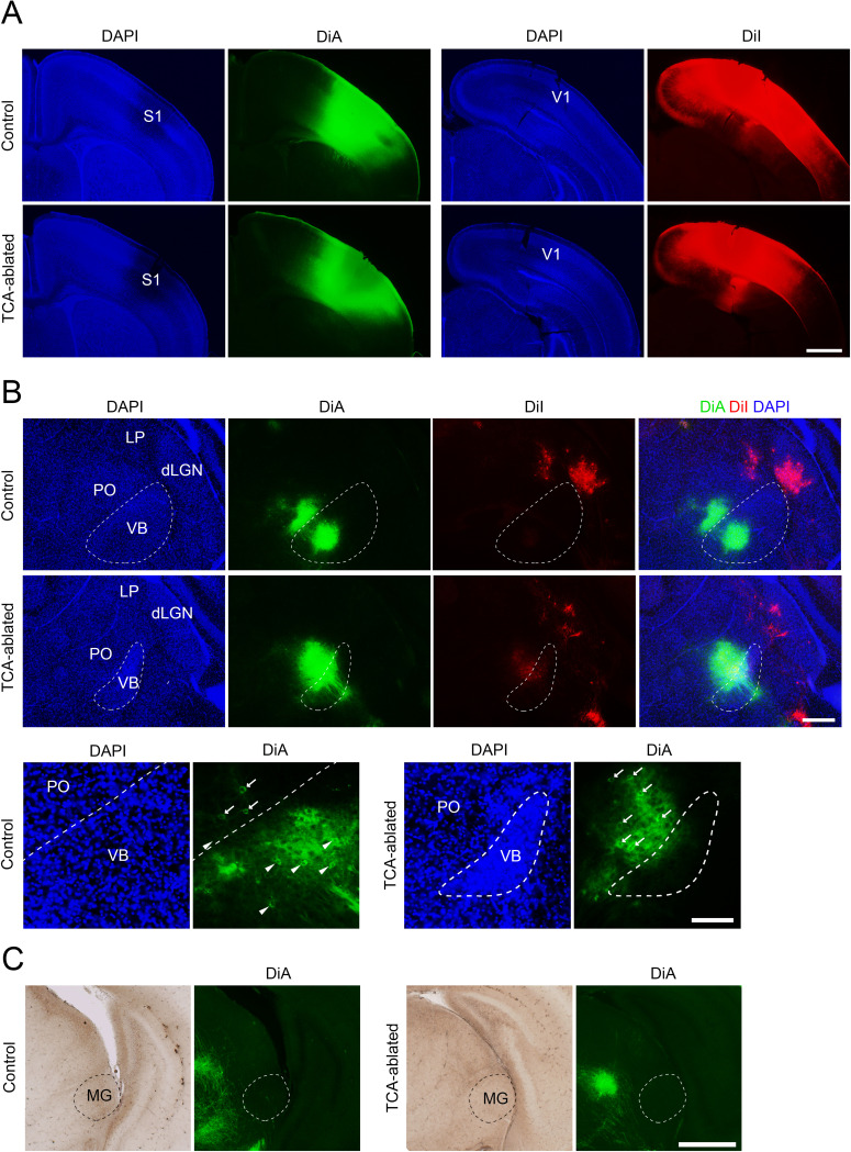 Figure 1—figure supplement 3.