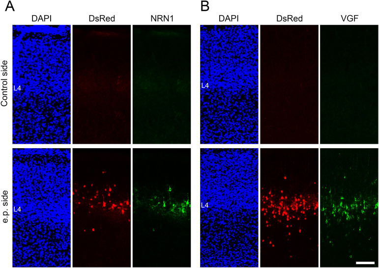 Figure 5—figure supplement 1.