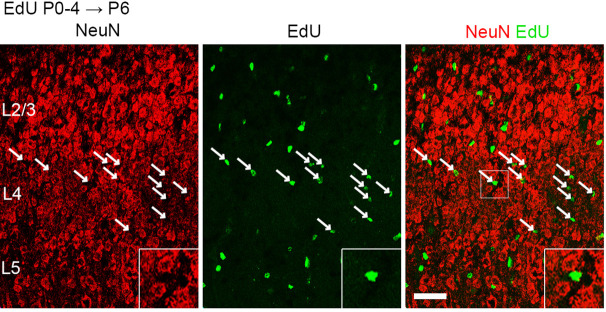 Figure 1—figure supplement 2.