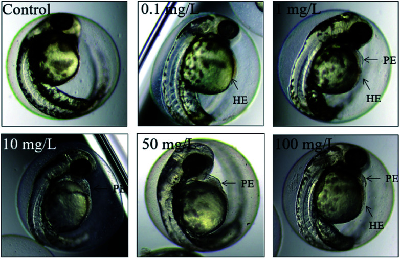 Fig. 6