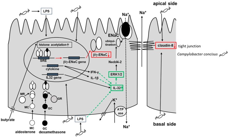 Figure 11