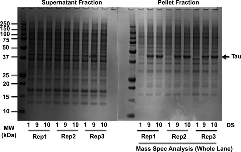 Figure 1—figure supplement 1.