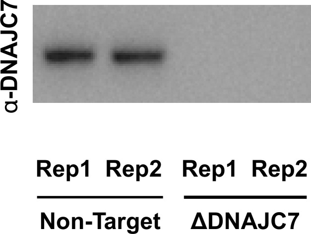 Figure 2—figure supplement 1.