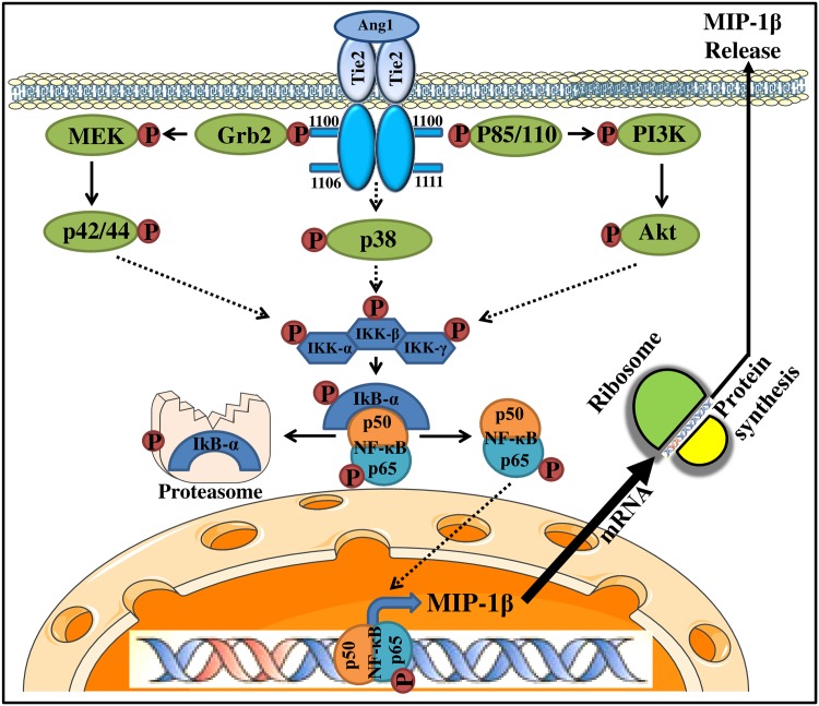 Fig 7