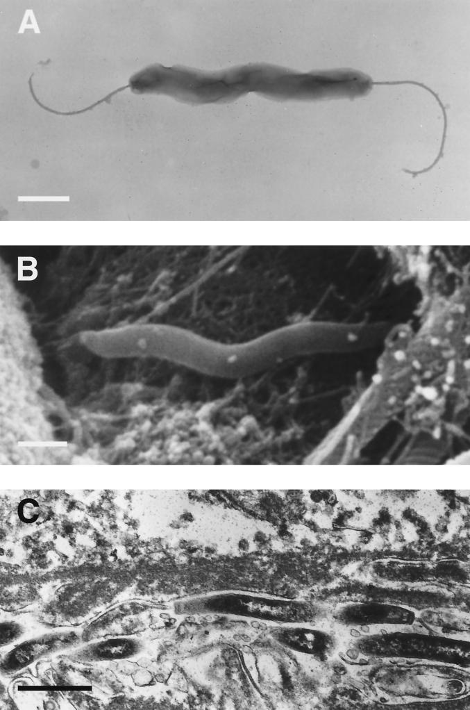 FIG. 7