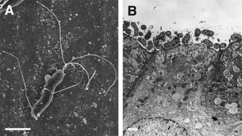 FIG. 5