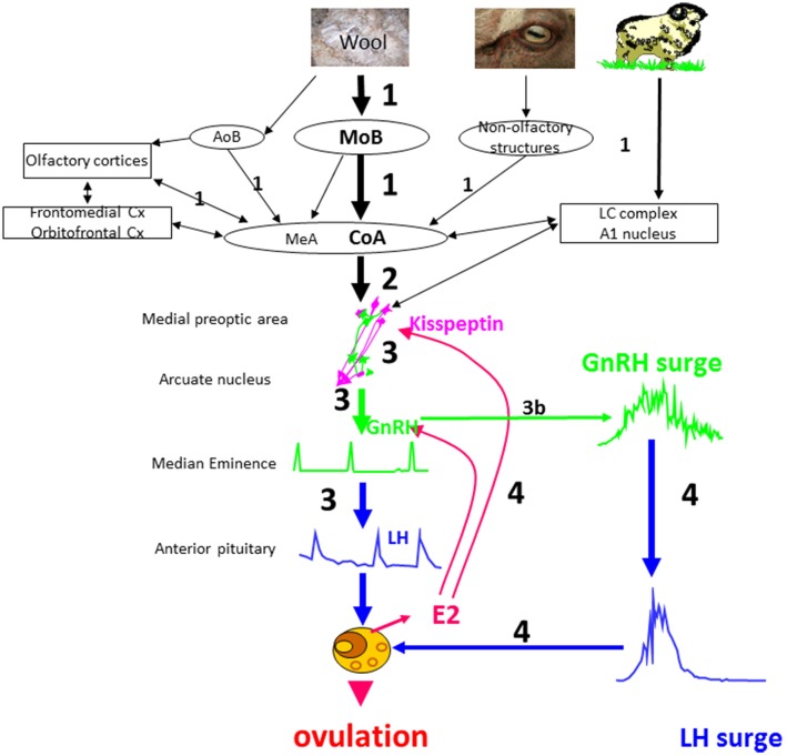 Figure 5