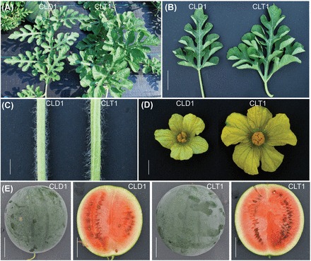 Fig. 2.