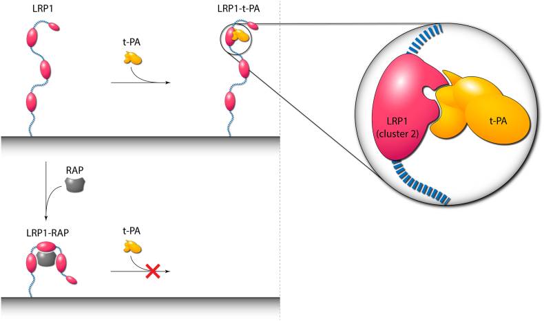 Fig. 10