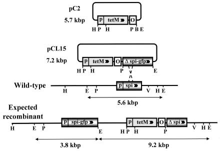 FIG. 1.