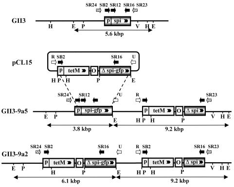 FIG. 5.