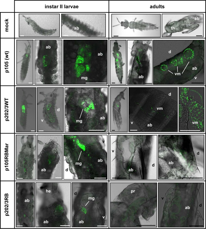 FIG 8