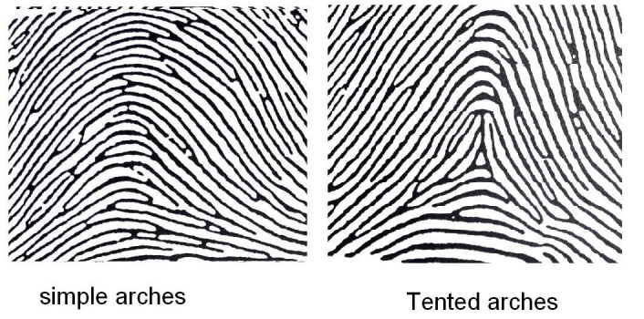 [Table/Fig-4]: