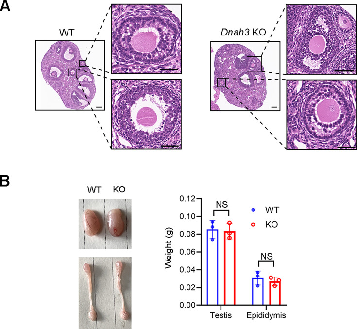 Figure 4—figure supplement 5.