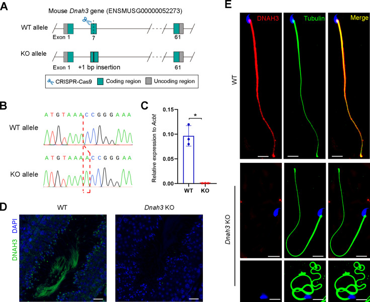 Figure 4—figure supplement 3.