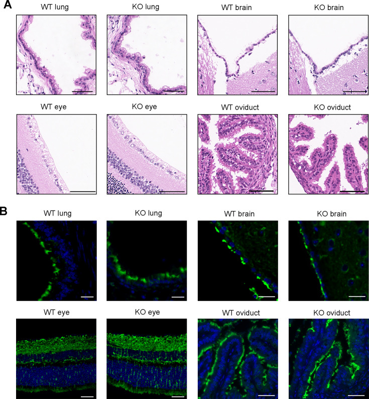 Figure 4—figure supplement 4.