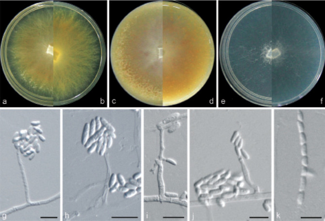 Fig. 13