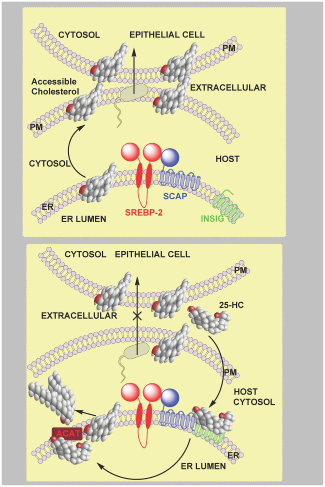 Figure 11