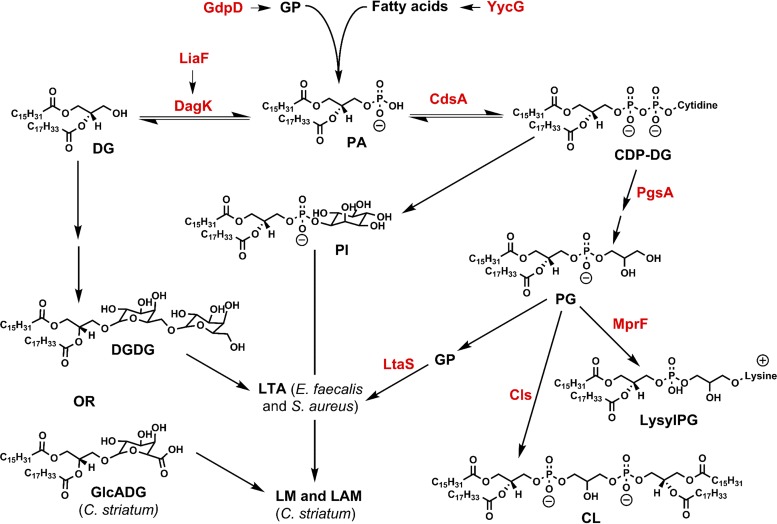 FIG 4 