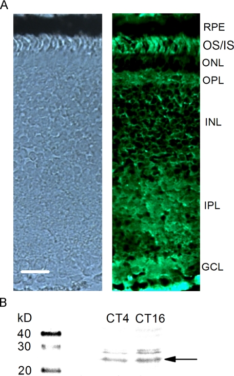 FIGURE 1.