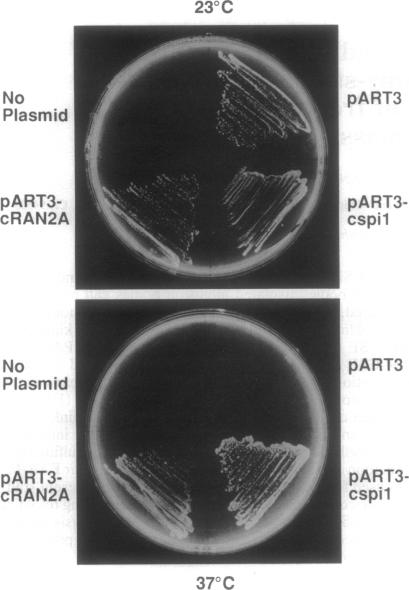 graphic file with name pnas01135-0142-a.jpg