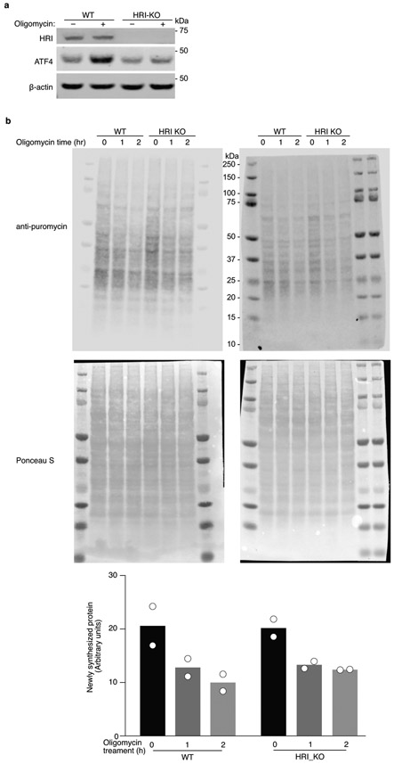 Extended Data Figure 5.