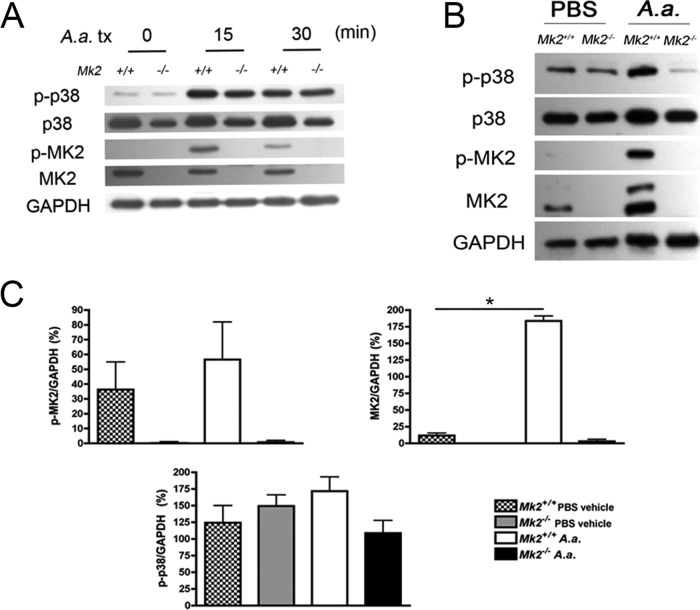 FIG 2