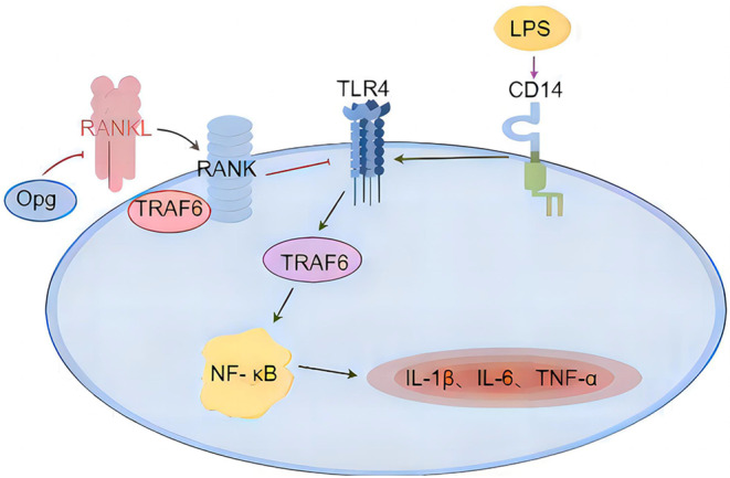 Fig. 6
