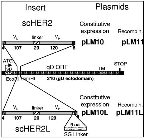 FIG. 1.