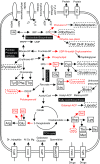 F<sc>IG</sc>. 5.—