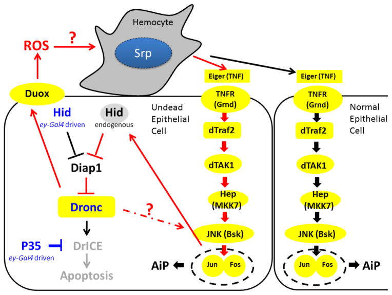 Figure 7