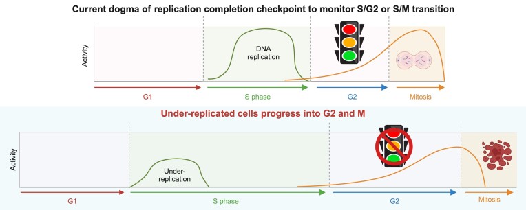 Graphical Abstract