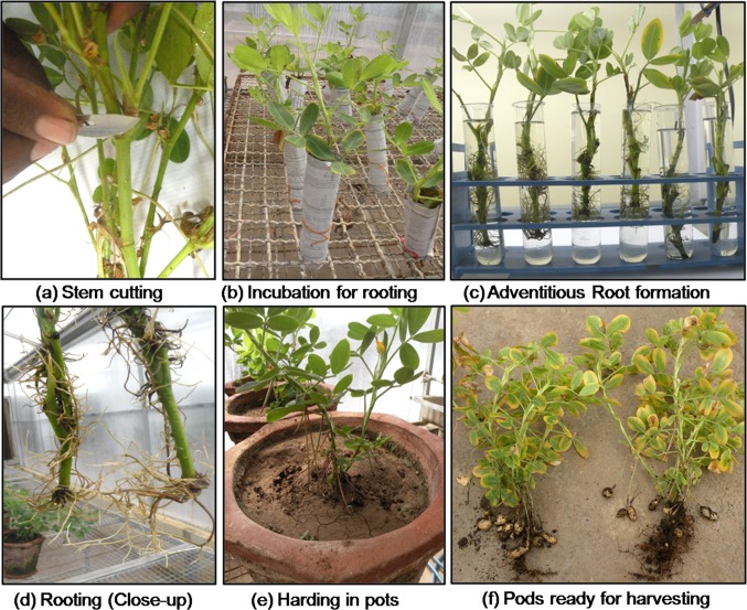 Fig. 2