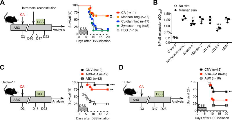 Commensal fungi recapitulate the protective benefits of intestinal ...