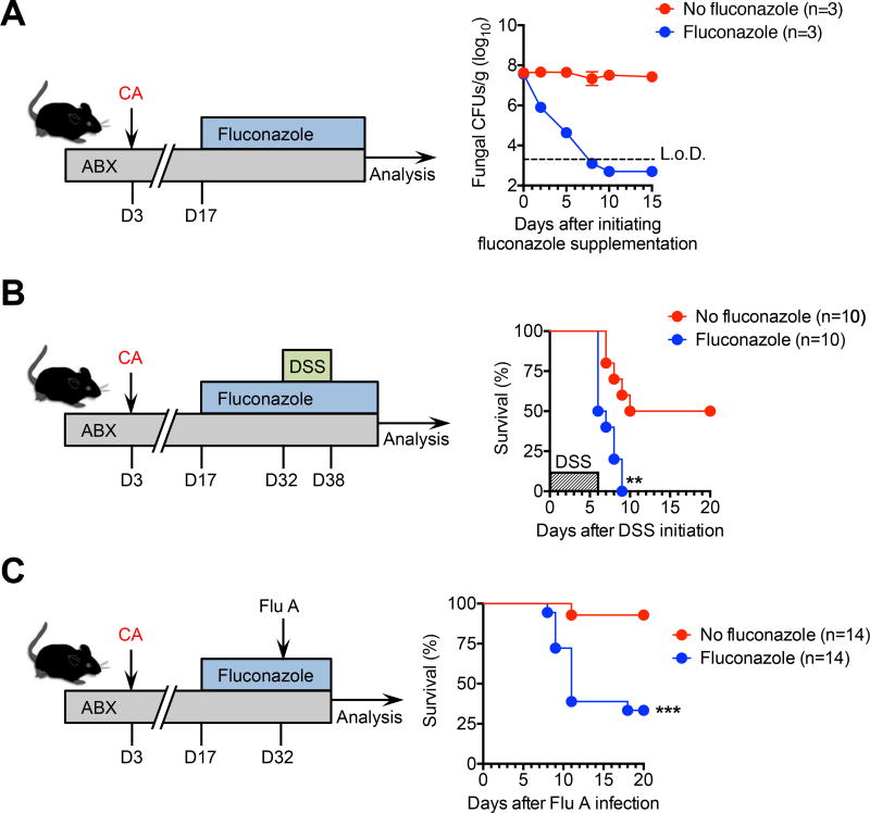 Commensal fungi recapitulate the protective benefits of intestinal ...