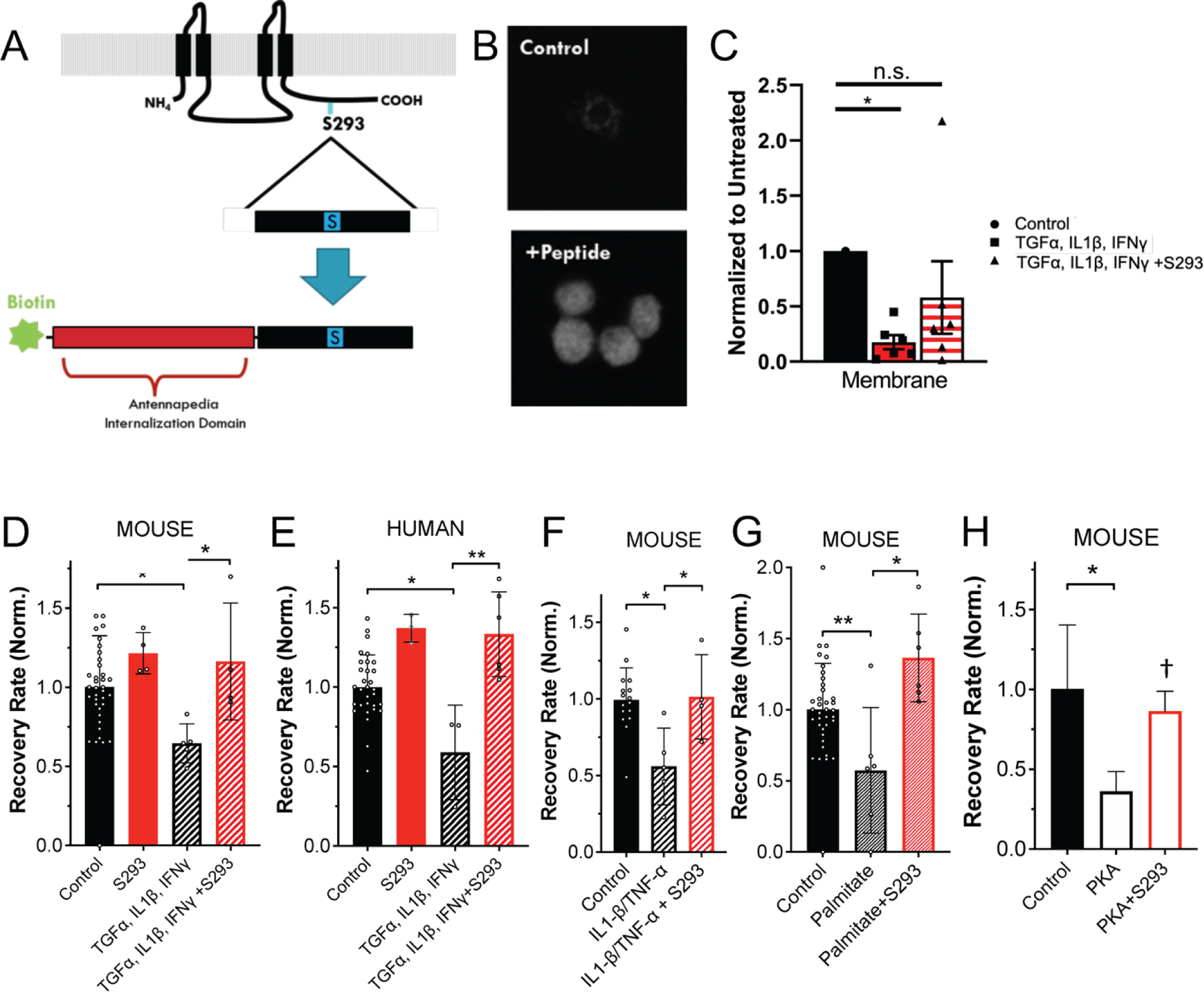 Figure 4: