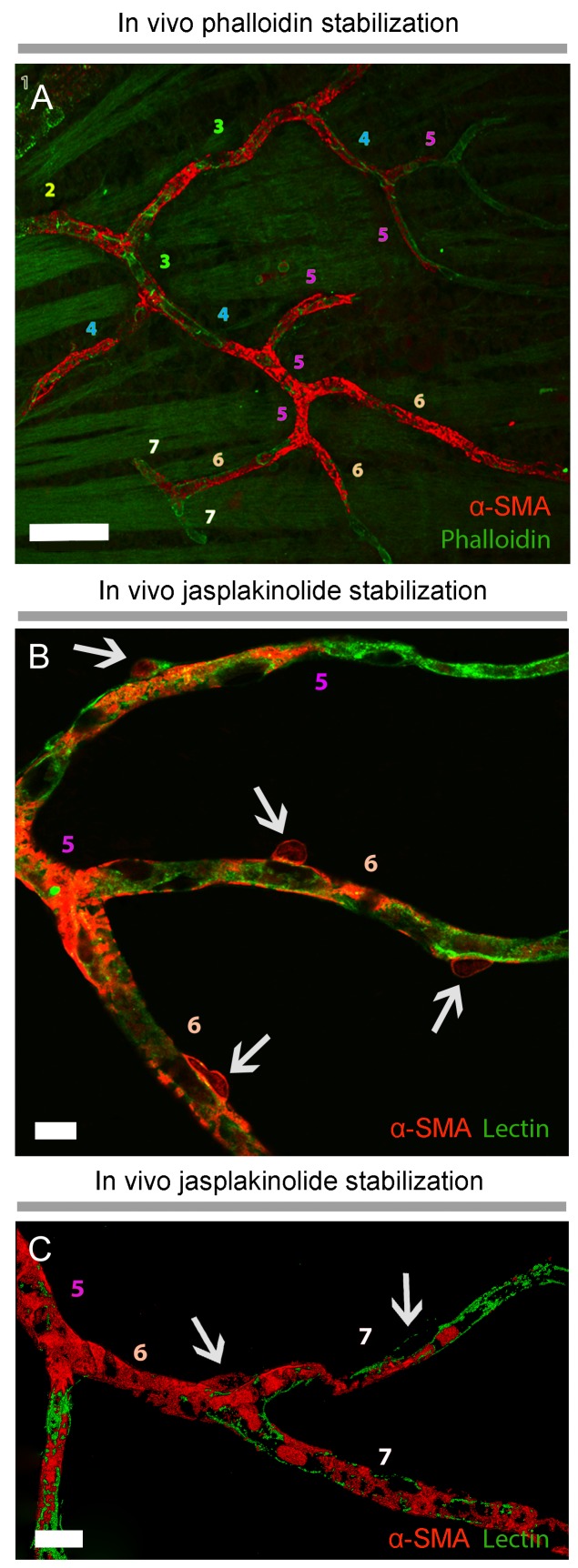 Figure 5.