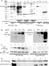FIGURE 5: