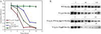 FIGURE 7: