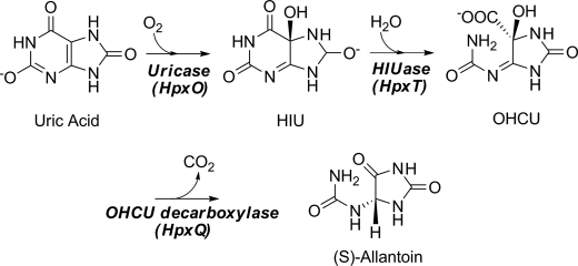 SCHEME 1.