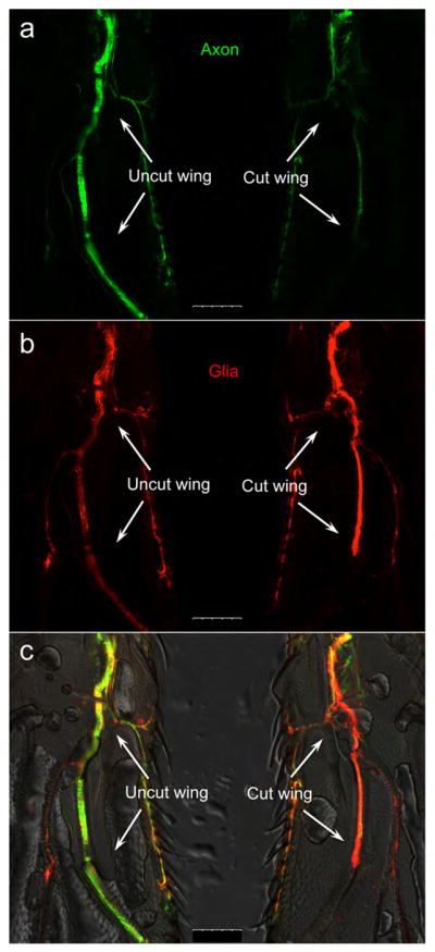 Figure 7