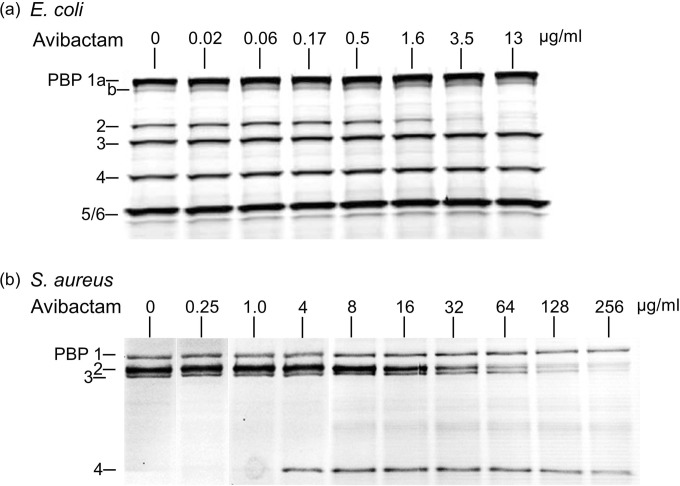 FIG 1