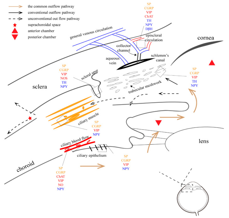 Ocular Autonomic Nervous System: An Update From Anatomy To ...