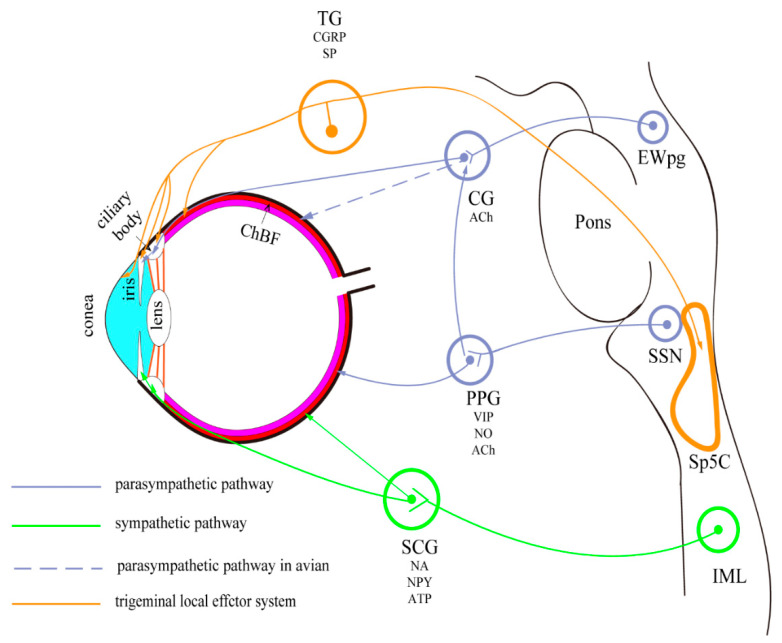 Ocular Autonomic Nervous System: An Update From Anatomy To ...