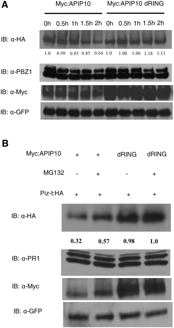 Fig 5