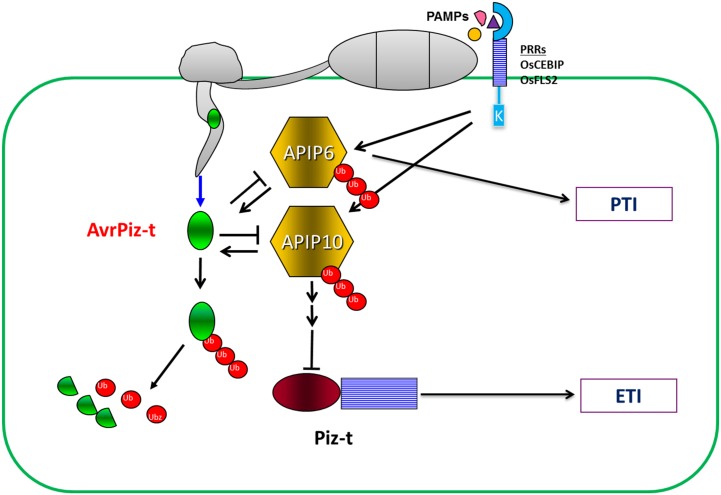 Fig 7